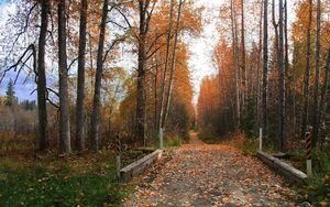 Preview wallpaper road, soil, trees, autumn, leaves, strengthening, protector