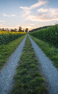 Preview wallpaper road, sunflower, grass, distance