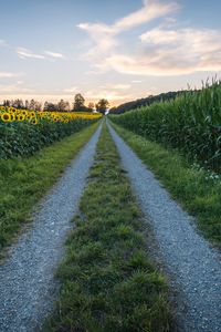 Preview wallpaper road, sunflower, grass, distance