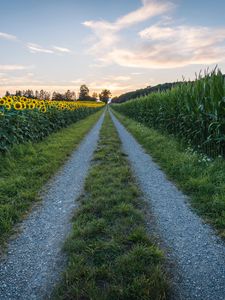 Preview wallpaper road, sunflower, grass, distance