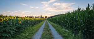 Preview wallpaper road, sunflower, grass, distance