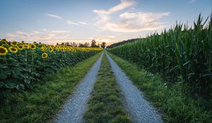 Preview wallpaper road, sunflower, grass, distance