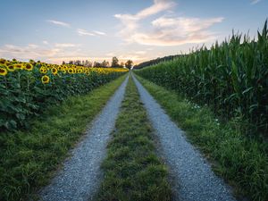 Preview wallpaper road, sunflower, grass, distance