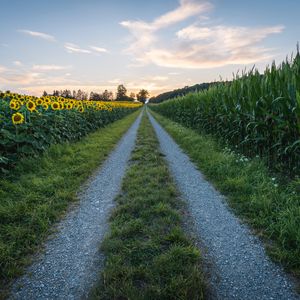 Preview wallpaper road, sunflower, grass, distance