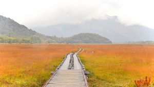 Preview wallpaper road, swamp, fog, nature