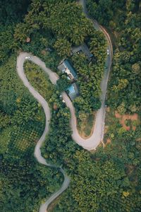 Preview wallpaper road, top view, forest, trees