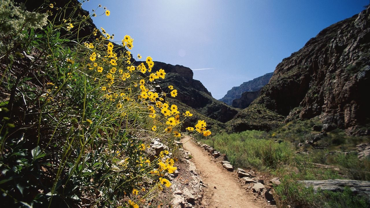 Wallpaper road, track, flowers, yellow, mountains, stones