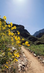 Preview wallpaper road, track, flowers, yellow, mountains, stones