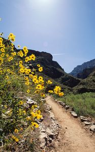 Preview wallpaper road, track, flowers, yellow, mountains, stones