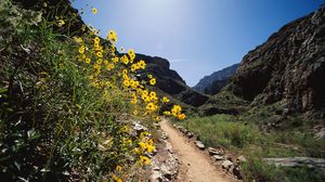 Preview wallpaper road, track, flowers, yellow, mountains, stones