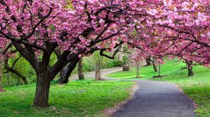 Preview wallpaper road, trail, trees, flowers