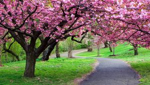 Preview wallpaper road, trail, trees, flowers