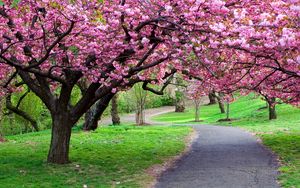 Preview wallpaper road, trail, trees, flowers