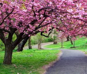 Preview wallpaper road, trail, trees, flowers