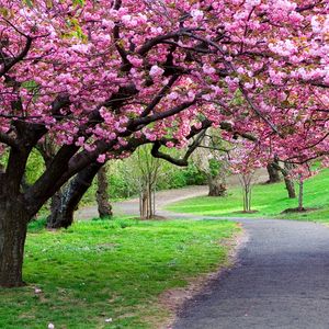 Preview wallpaper road, trail, trees, flowers