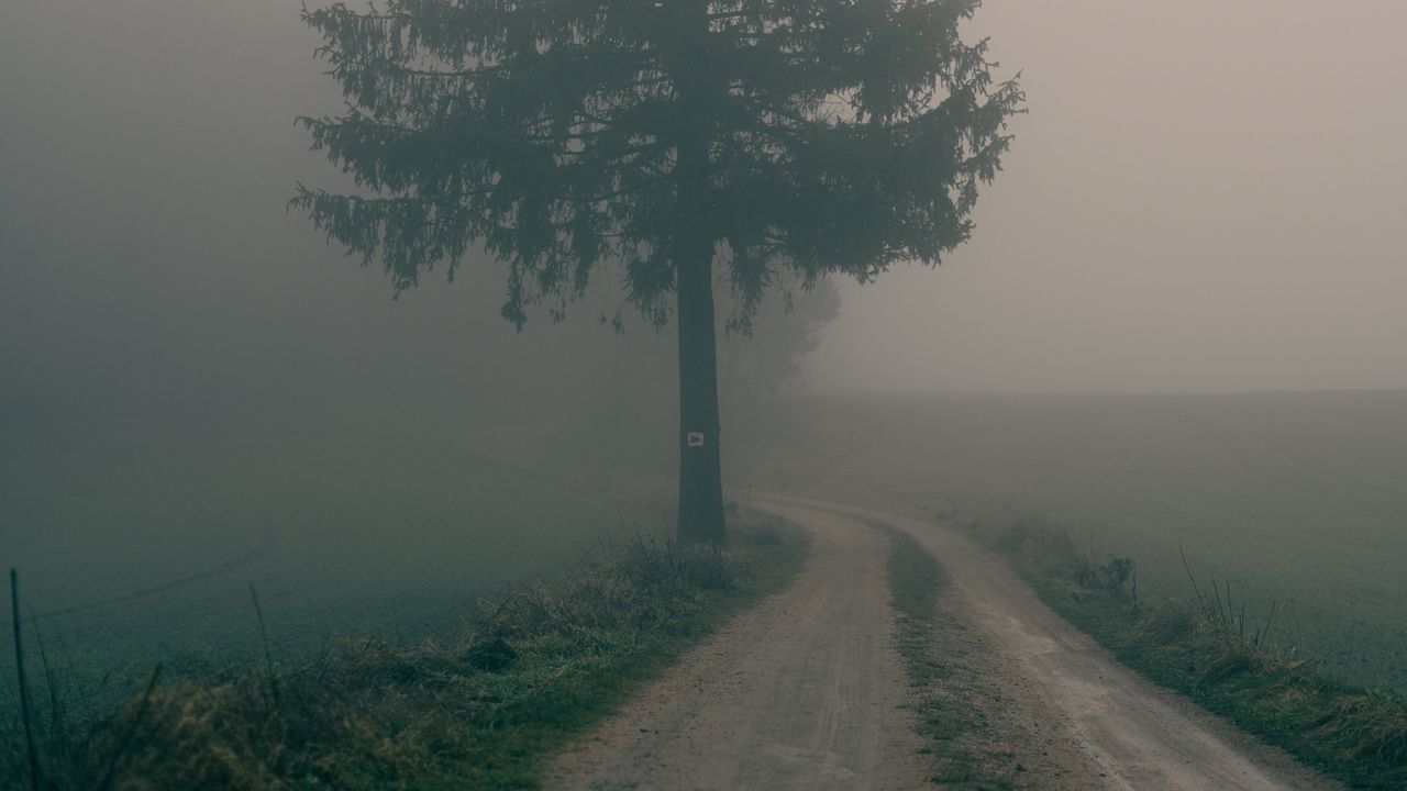 Wallpaper road, tree, fog, field, nature