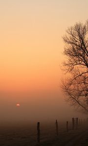 Preview wallpaper road, tree, fog, columns, darkness, dawn