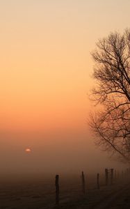 Preview wallpaper road, tree, fog, columns, darkness, dawn