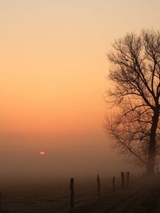 Preview wallpaper road, tree, fog, columns, darkness, dawn