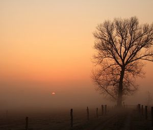 Preview wallpaper road, tree, fog, columns, darkness, dawn