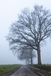 Preview wallpaper road, tree, horizon, distance