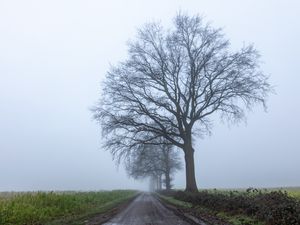 Preview wallpaper road, tree, horizon, distance