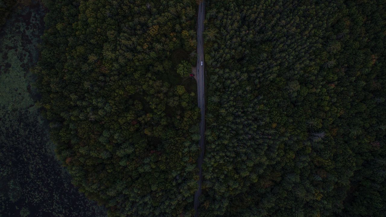 Wallpaper road, trees, aerial view, forest