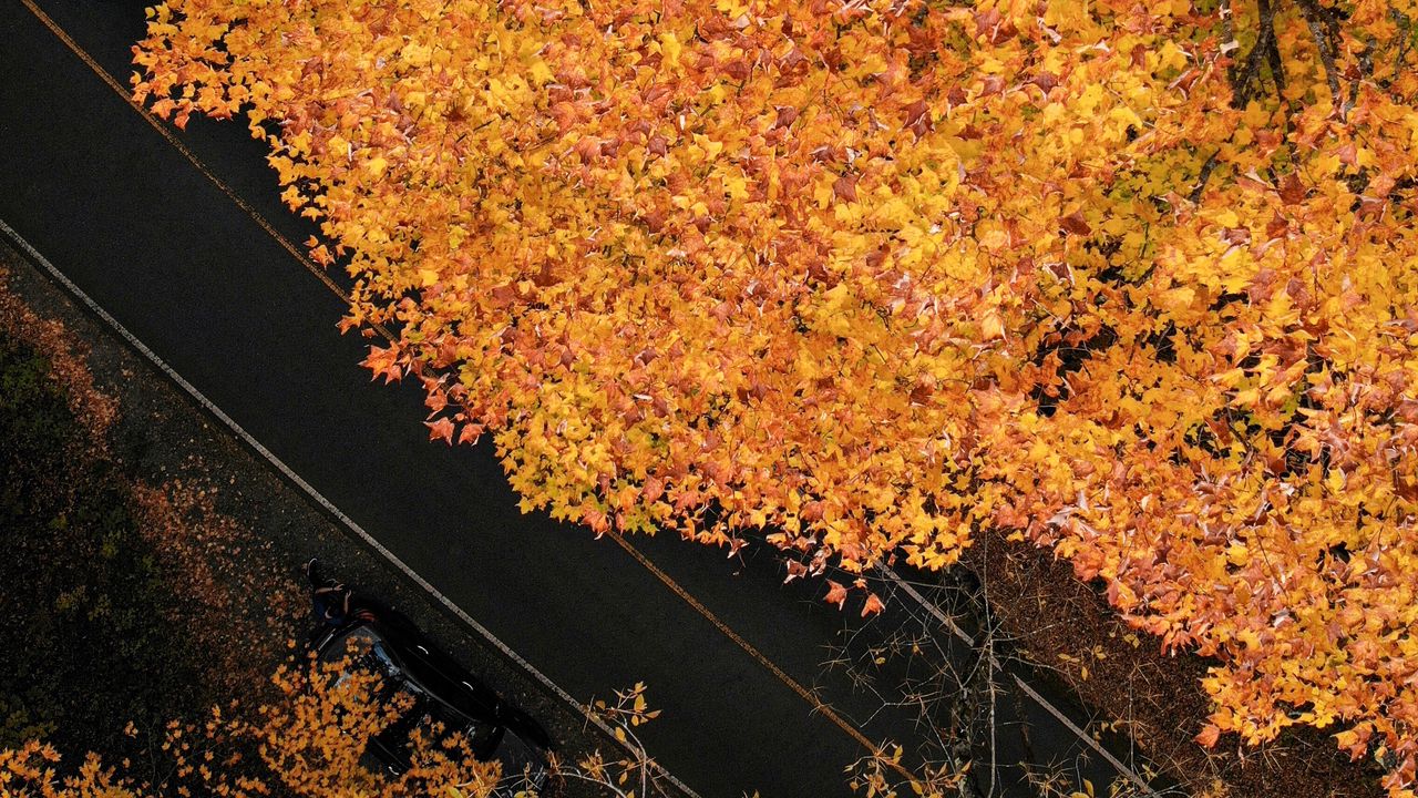 Wallpaper road, trees, aerial view, yellow, autumn