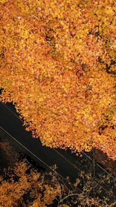Preview wallpaper road, trees, aerial view, yellow, autumn