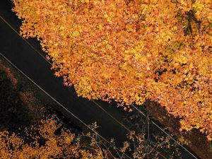 Preview wallpaper road, trees, aerial view, yellow, autumn
