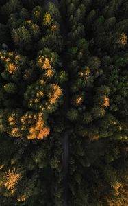 Preview wallpaper road, trees, aerial view, forest, nature