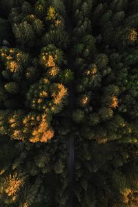 Preview wallpaper road, trees, aerial view, forest, nature