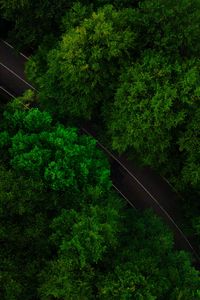 Preview wallpaper road, trees, aerial view, treetops, green