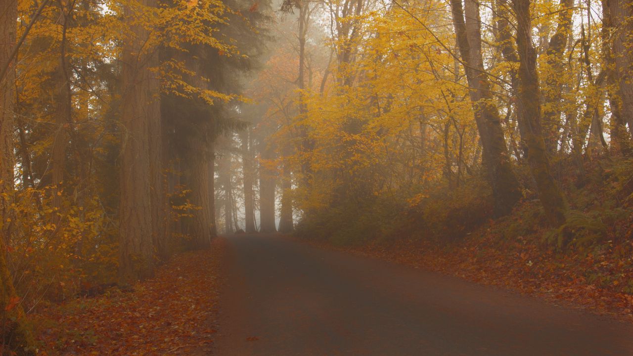 Wallpaper road, trees, alley, fog, nature