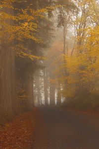 Preview wallpaper road, trees, alley, fog, nature