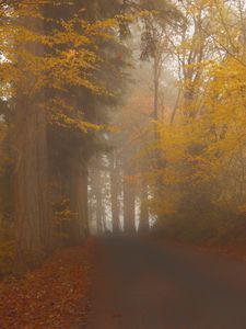 Preview wallpaper road, trees, alley, fog, nature