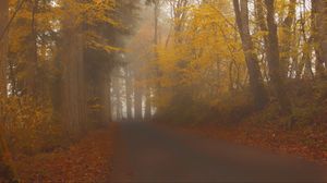 Preview wallpaper road, trees, alley, fog, nature