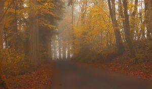 Preview wallpaper road, trees, alley, fog, nature