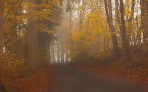 Preview wallpaper road, trees, alley, fog, nature