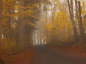 Preview wallpaper road, trees, alley, fog, nature