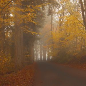 Preview wallpaper road, trees, alley, fog, nature