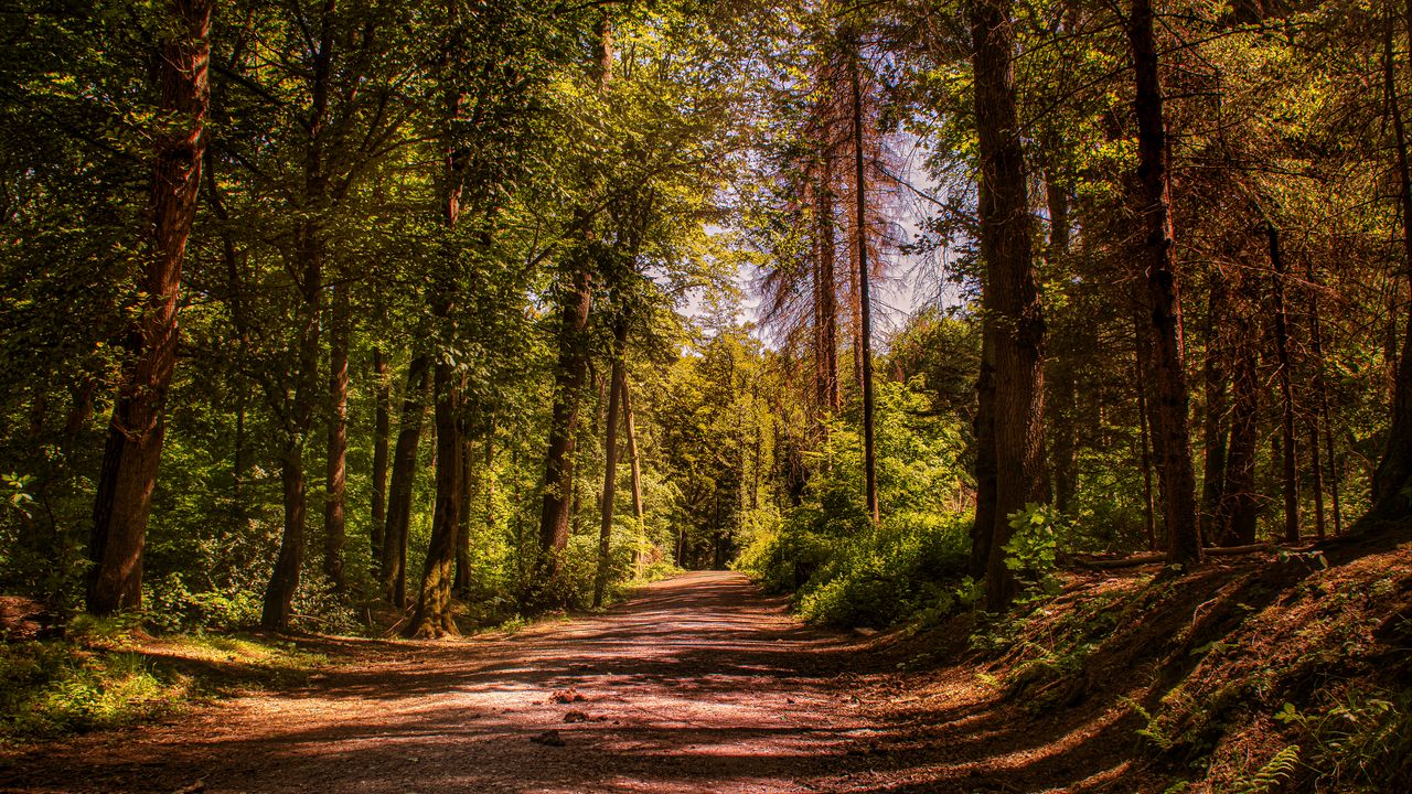 Wallpaper road, trees, alley, forest