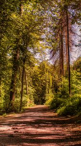 Preview wallpaper road, trees, alley, forest