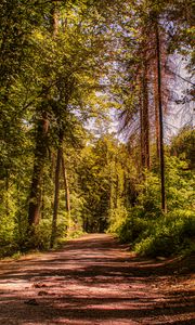 Preview wallpaper road, trees, alley, forest