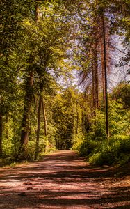 Preview wallpaper road, trees, alley, forest