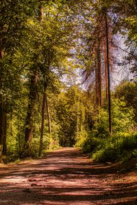 Preview wallpaper road, trees, alley, forest