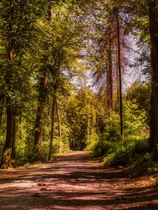 Preview wallpaper road, trees, alley, forest