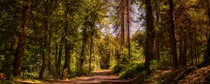 Preview wallpaper road, trees, alley, forest