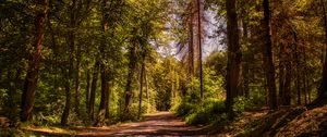 Preview wallpaper road, trees, alley, forest