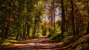 Preview wallpaper road, trees, alley, forest